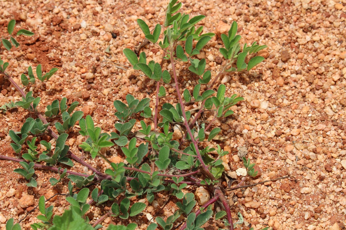 Indigofera hirsuta L.